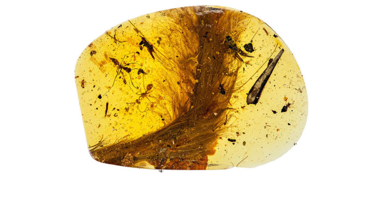 Đá Hổ Phách Amber là gì? Bạn biết gì về đá Hổ Phách Amber?